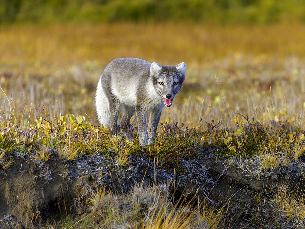 Young Arctic fox (Vulpes lagopus) or ice fox, Moeorudalur, Austurland, Iceland, Europe