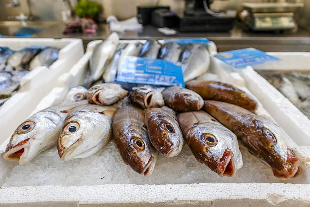 Fresh fish sold on traditional market in Zambujeira do Mar, Portugal, Europe