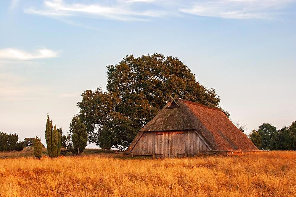 Old sheepfold in the last evening light, Lueneburg Heath, Lower Saxony, Germany, Europe