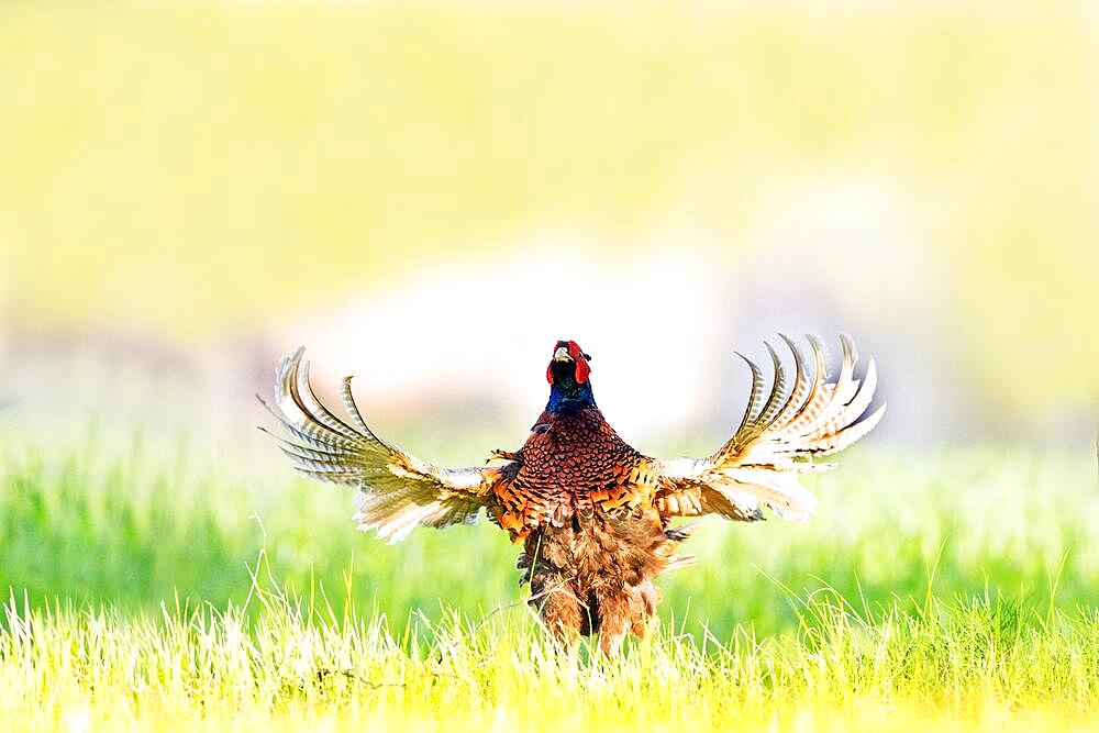 Pheasant (Phasianus colchicus), calling male, courtship display, flapping wings, fluttering, Middle Elbe Biosphere Reserve, Saxony-Anhalt, Germany, Europe