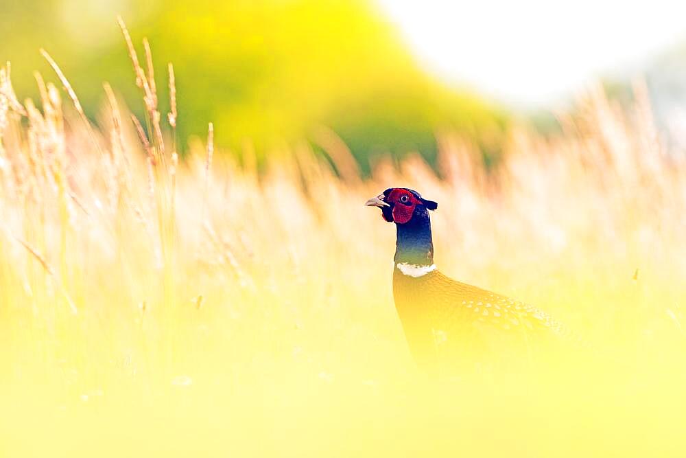 Pheasant (Phasianus colchicus) standing in tall grass, Middle Elbe Biosphere Reserve, Saxony-Anhalt, Germany, Europe