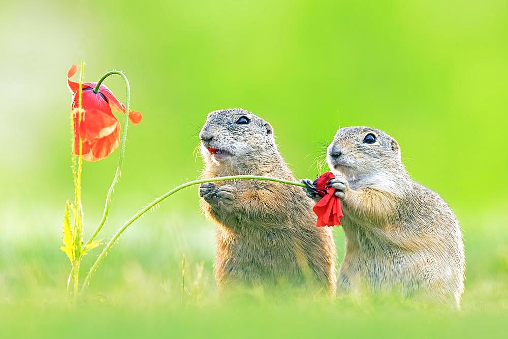 European ground squirrel (Spermophilus citellus) feeding on poppies, foraging, pair, Kiskunsag National Park, Hungary, Europe