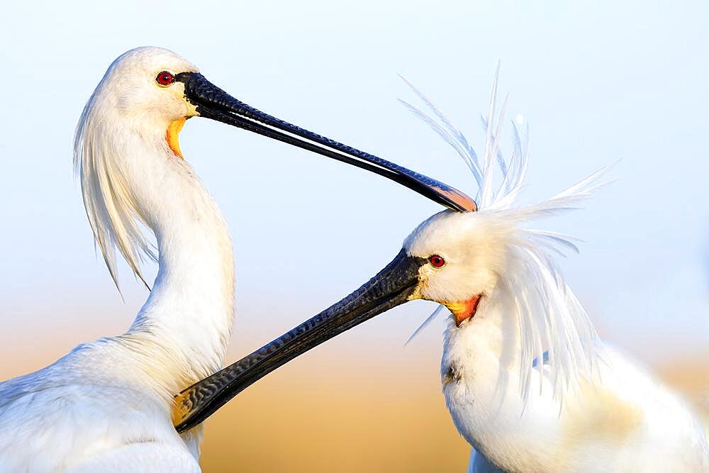 Spoonbills Spoonbills (Platalea leucorodia) preening each other, portrait, decorative feathers in the wind, Kiskunsag National Park, Hungary, Europe