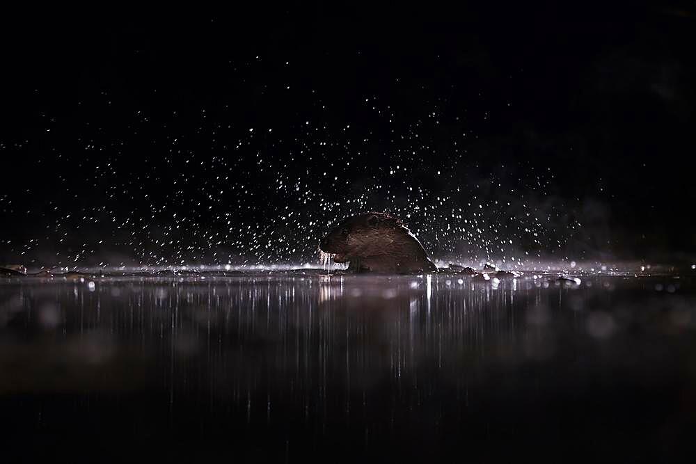 European otter (Lutra lutra) emerges with many splashes of water, Blue Hour, Kiskunsag National Park, Hungary, Europe