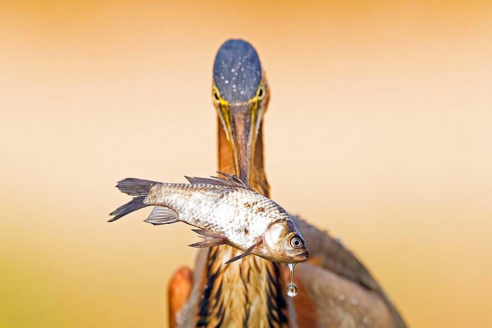 Purple heron (Ardea purpurea), captures a fish, Kiskunsag National Park, Hungary, Europe