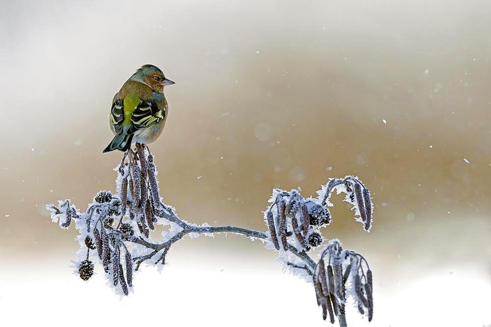 Common chaffinch (Fringilla coelebs) in the snow, Central Elbe Biosphere Reserve, Germany, Europe