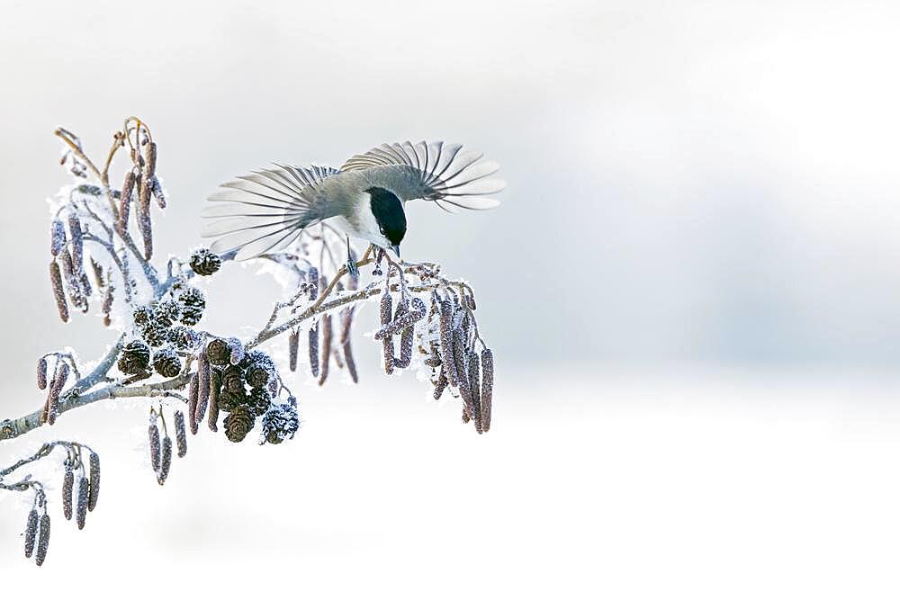 A Marsh tit (Parus palustris) flies from a branch, Middle Elbe Biosphere Reserve, Germany, Europe