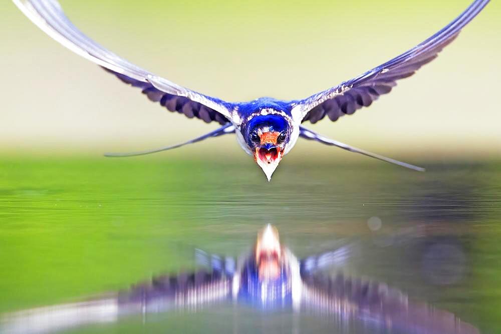 Barn swallow (Hirundo rustica) in flight, Middle Elbe Biosphere Reserve, Germany, Europe