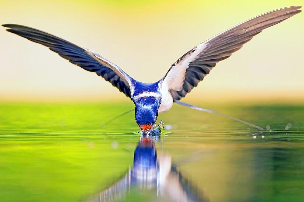 Barn swallow (Hirundo rustica) drinking in flight, Middle Elbe Biosphere Reserve, Germany, Europe