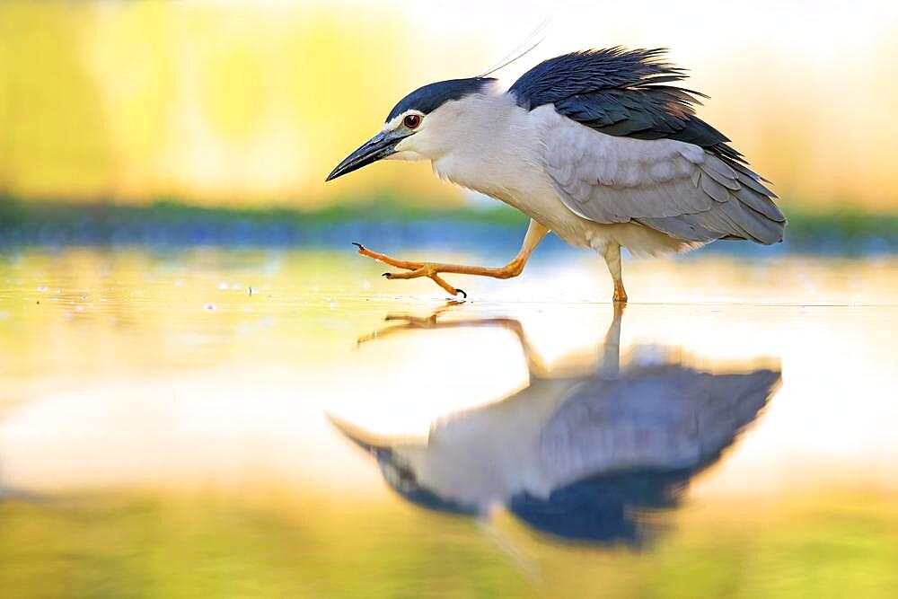 Black crowned night heron (Nycticorax nycticorax) foraging, summer morning, sunrise, Kiskunsag National Park, Hungary, Europe