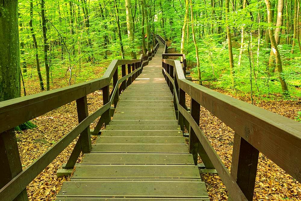 Downstairs in the forest. Kadyny, Kadinen, Poland, Europe