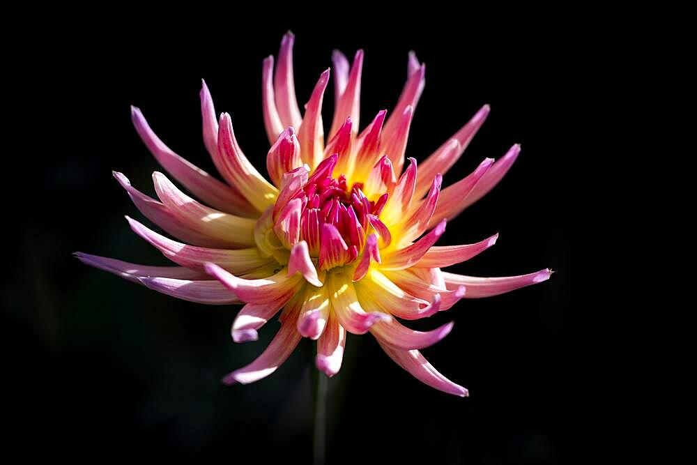 Semi-cactus Dahlias (Dahlia), Baden-Wuerttemberg, Germany, Europe