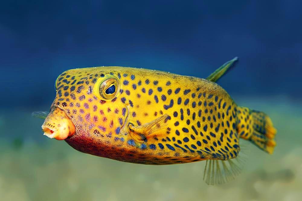 Yellow boxfish (Ostracion cubicus), Red Sea, Aqaba, Jordan, Asia