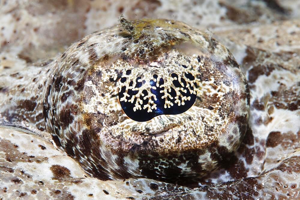 Eye, Tentacled flathead (Papilloculiceps longiceps), fish eye, Red Sea, Aqaba, Jordan, Asia