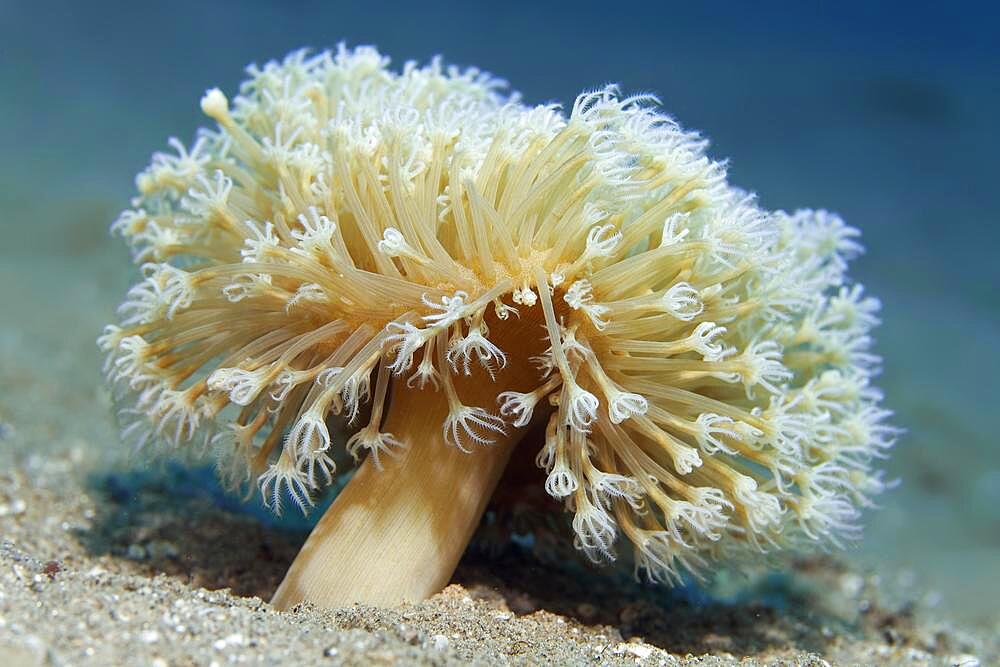 Young leather coral (Sarcophyton) on sandy bottom, Red Sea, Aqaba, Jordan, Asia