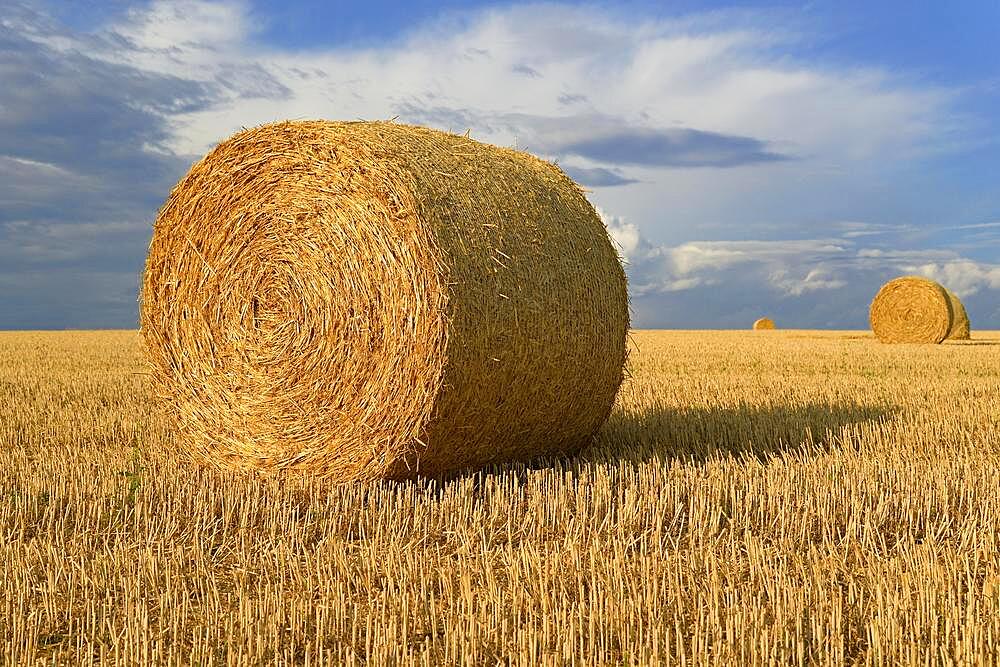 Grain field, stubble field with round bales of straw, dramatic cloudy sky, North Rhine-Westphalia, Germany, Europe