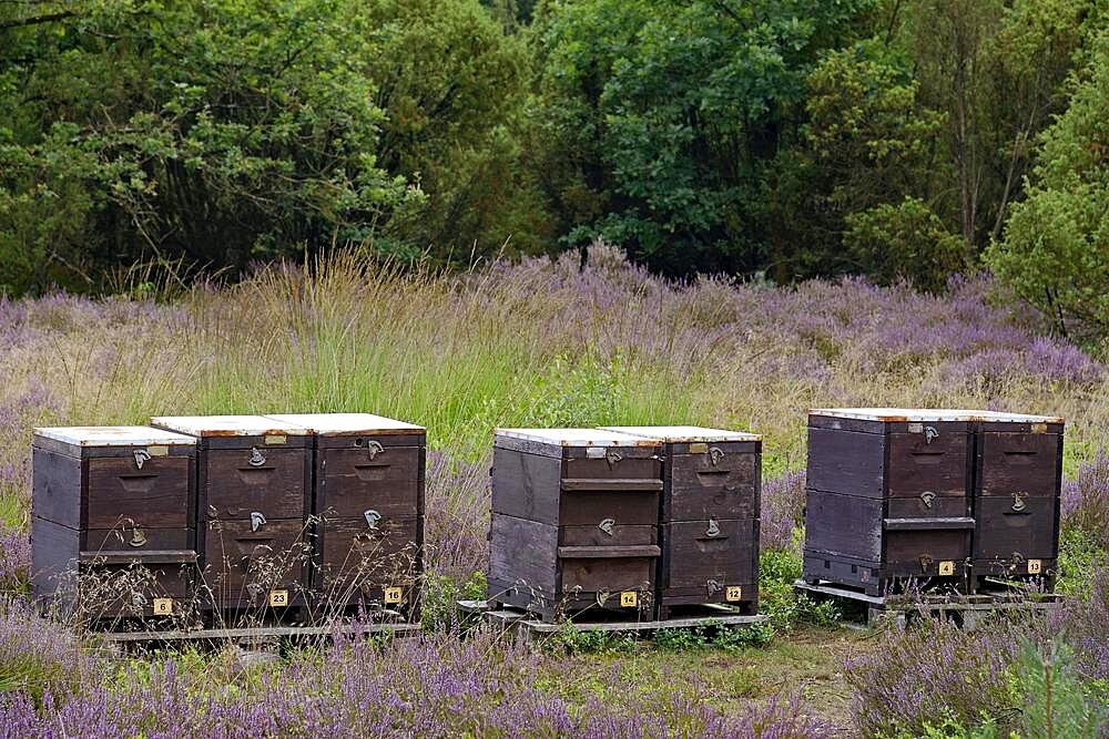 Heathland, Schillohsberg, bee boxes in the flowering Common Heather (Calluna Vulgaris), South Heath nature Park, Lueneburg Heath, Lower Saxony, Germany, Europe