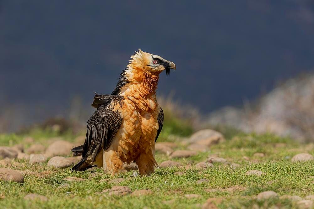 Bearded vulture (Gypeatus barbatus) adult, sitting on the ground, Pyrenees, Catalonia, Spain, Europe