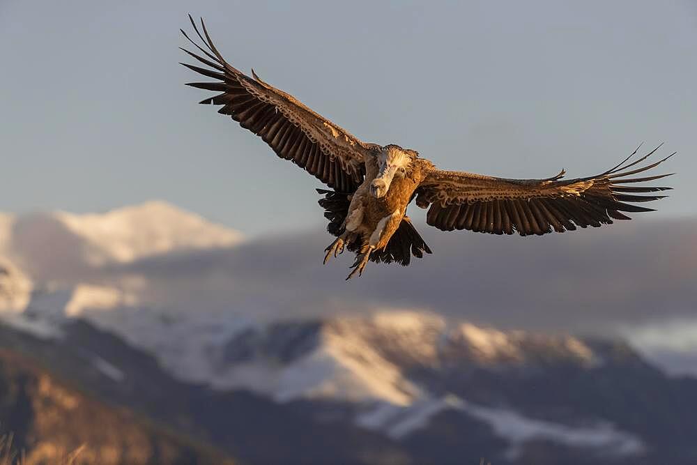 Griffon vulture (Gyps fulvus) on approach with snow-capped mountains in the background, Pyrenees, Catalonia, Spain, Europe