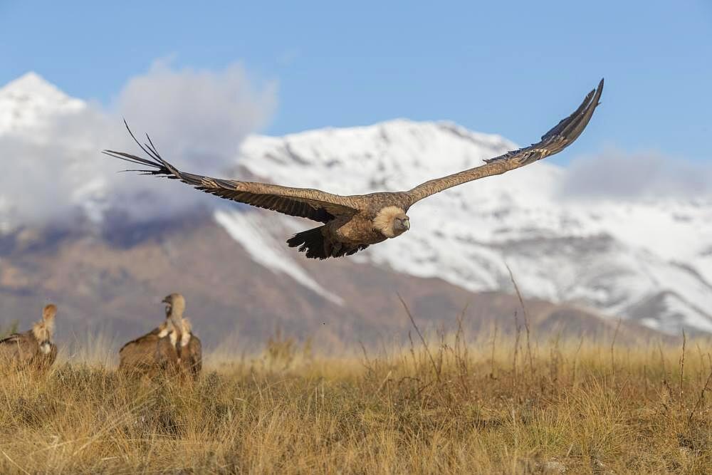 Griffon vulture (Gyps fulvus) in flight just above the ground with snow-capped mountains in the background, Pyrenees, Catalonia, Spain, Europe