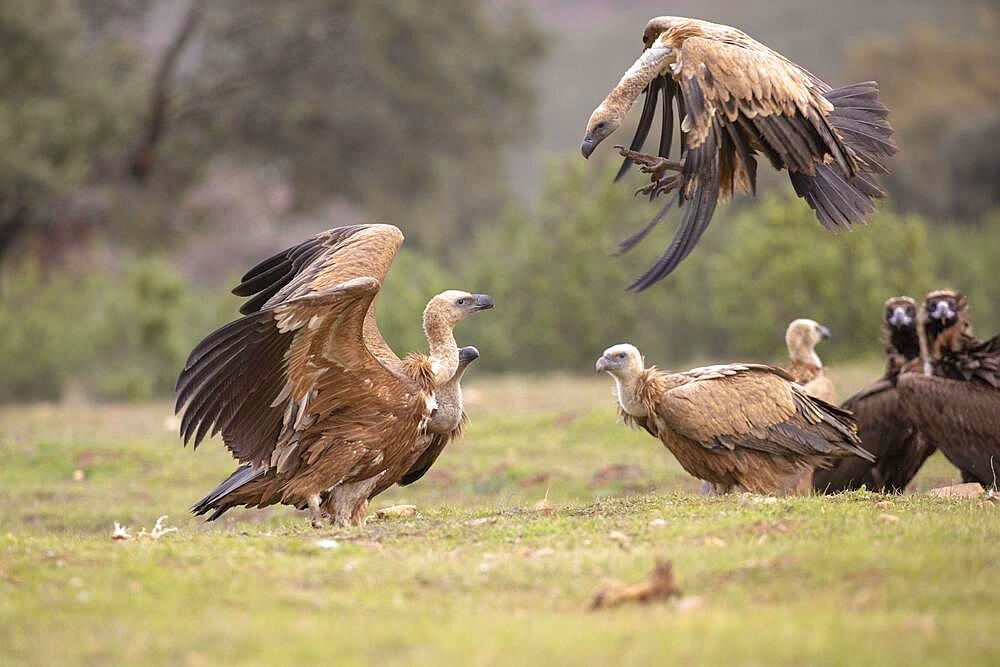 Griffon vulture (Gyps fulvus) fighting at the feeding ground, Extremadura, Spain, Europe