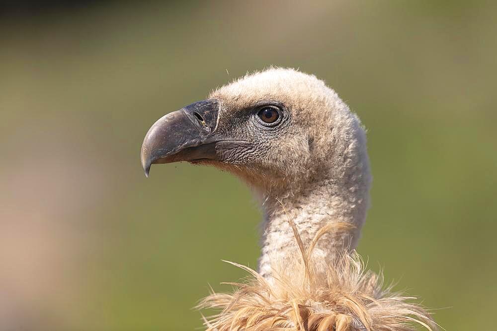 Griffon vulture (Gyps fulvus) portrait, Extremadura, Spain, Europe