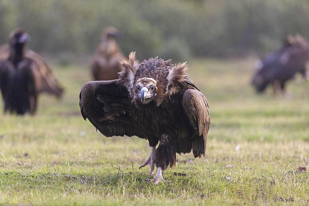 Cinereous vulture (Aegypius monachus) striding on the ground, frontal, Extremadura, Spain, Europe