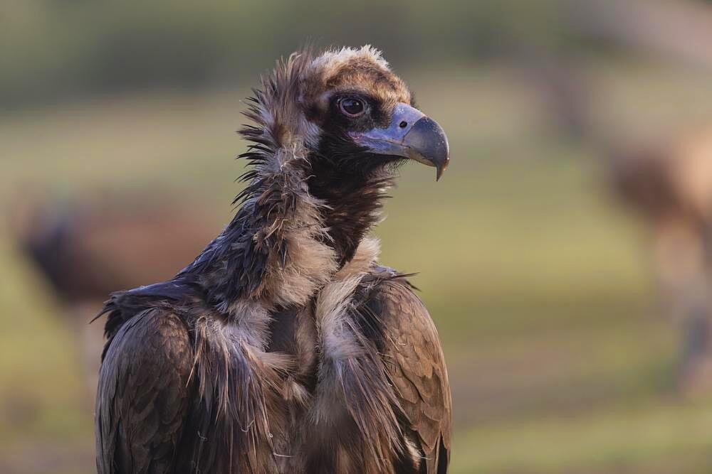 Cinereous vulture (Aegypius monachus) portrait, Extremadura, Spain, Europe