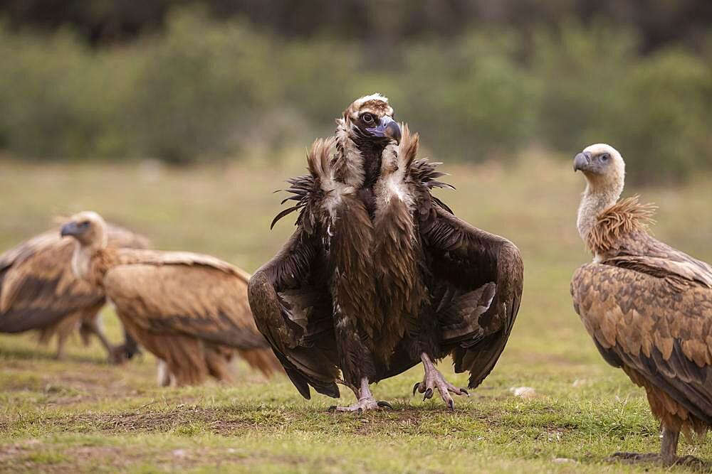 Cinereous vulture (Aegypius monachus) with Griffon vulture (Gyps fulvus), Extremadura, Spain, Europe