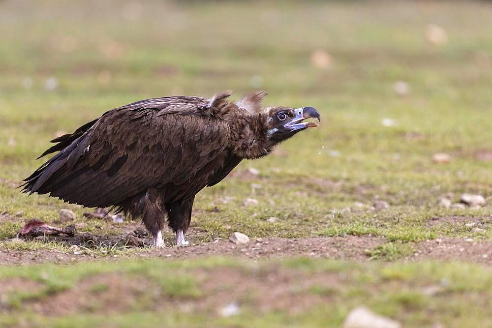 Cinereous vulture (Aegypius monachus) drinking, Extremadura, Spain, Europe