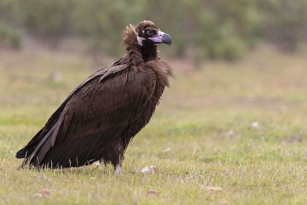 Cinereous vulture (Aegypius monachus) on the ground, Extremadura, Spain, Europe