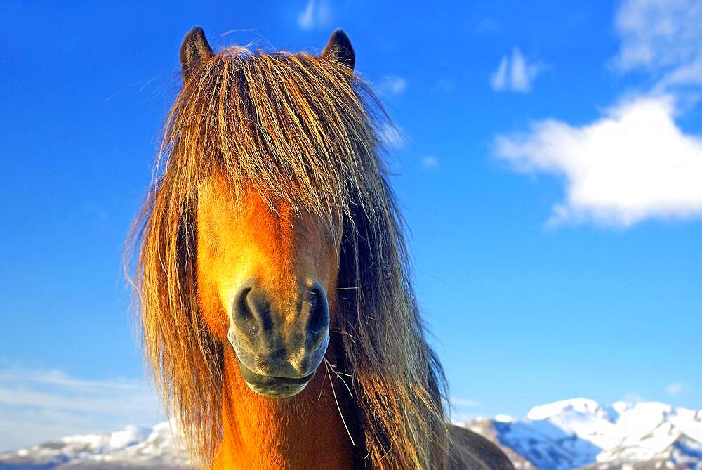 Icelandic horse with thick mane in front of eyes, Northern Iceland, Iceland, Europe