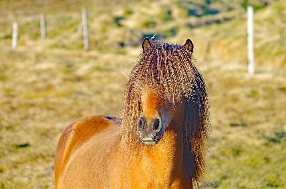 Icelandic horse with thick mane going over the eyes, Scandinavia, Iceland, Europe