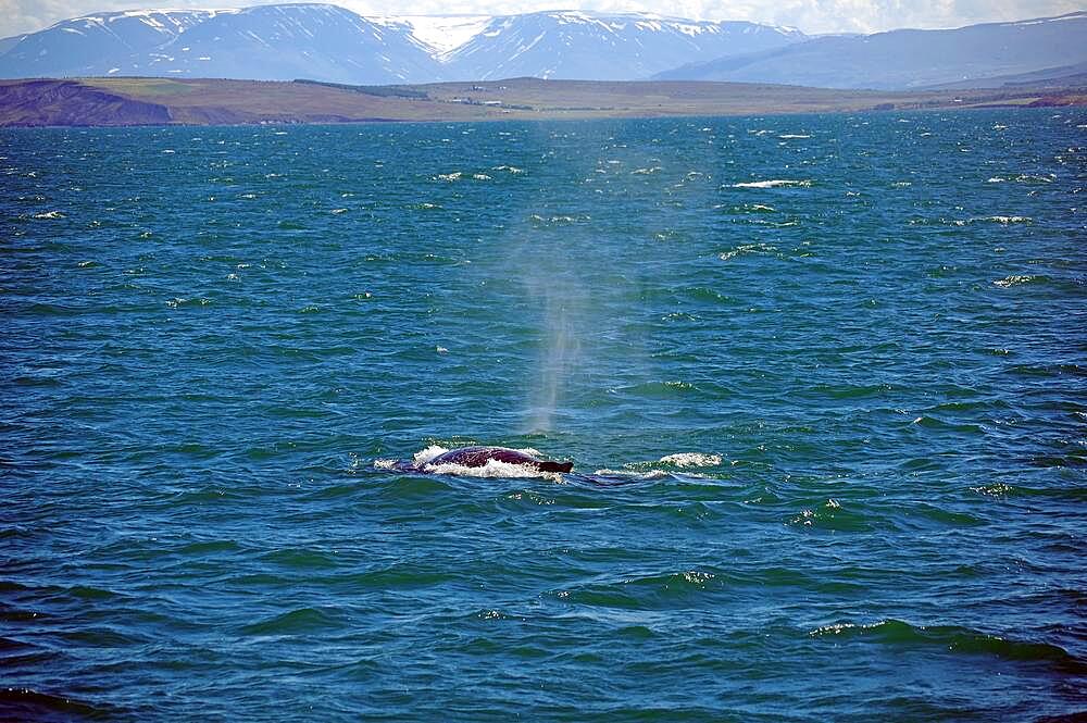 Humpback whale blows out, mountains and fjord, whales, Eyjafjoerour, Akureyri, North Iceland, Scandinavia, Iceland, Europe