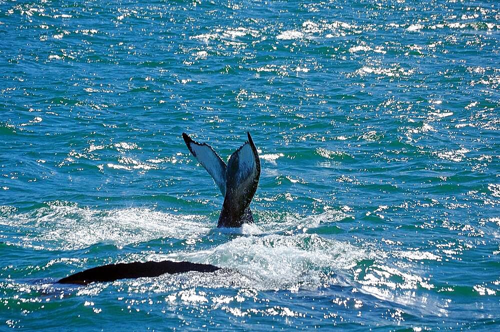 Fluke of a humpback whale and body of a humpback whale, whale, Eyjafjoerour, Akureyri, Northern Iceland, Scandinavia, Iceland, Europe