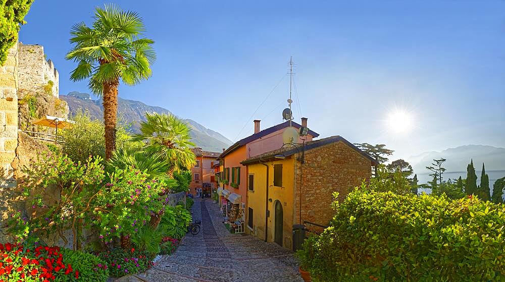 Colourful houses with palm trees in the evening light, Malcesine, Malcesine, Eastern Lake Garda, Verona Italy, Trentino-Alto Adige, Italy, Europe