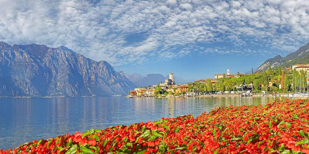 Tulips on the shore of Lake Garda with a view of the Castello Scaligero of the historic coastal town of Malcesine, Malcesine, Eastern Lake Garda, Verona Italy, Trentino-Alto Adige, Italy, Europe