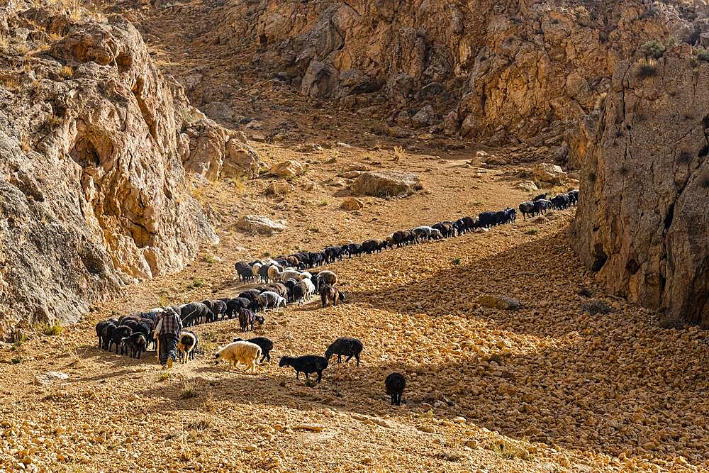 Sheppard with his sheeps on a steep hill, Yakawlang province, Bamyan, Afghanistan, Asia