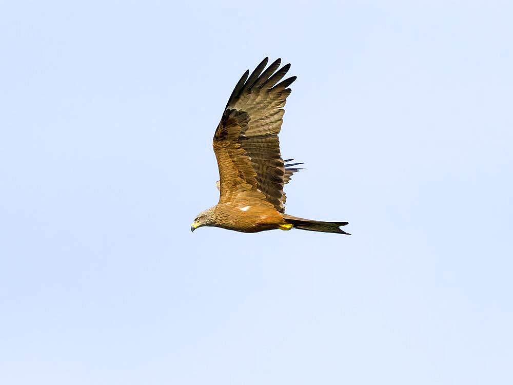 Red kite (Milvus milvus), Upper Lusatia, Saxony, Germany, Europe