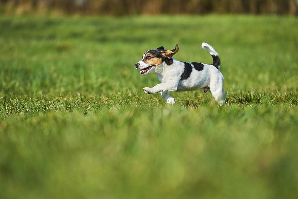 Jack Russell Terrier, puppy, dog on a meadow, Bavaria, Germany, Europe