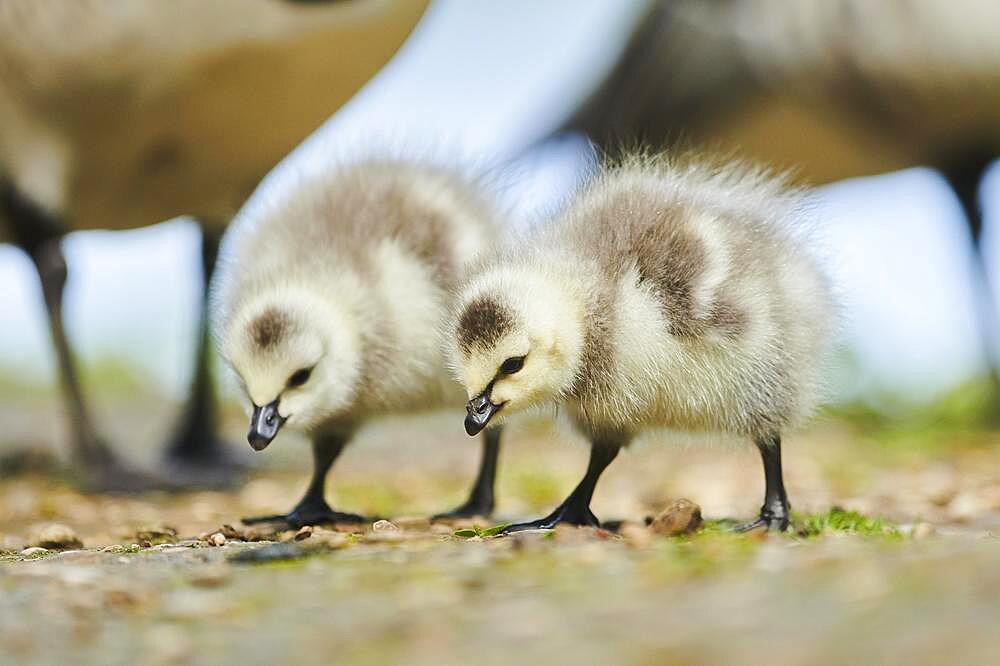 Barnacle goose (Branta leucopsis), chicks, Bavaria, Germany, Europe