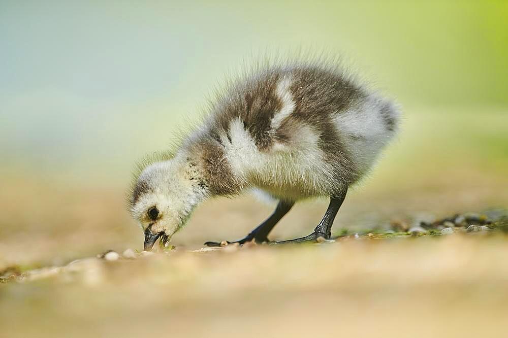 Barnacle goose (Branta leucopsis), chick, Bavaria, Germany, Europe