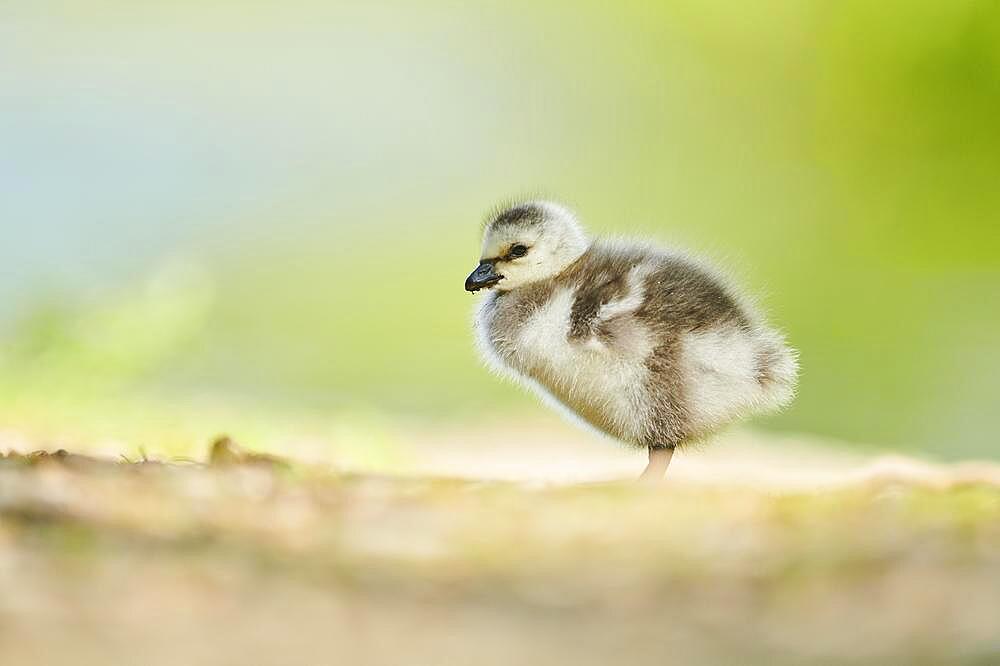 Barnacle goose (Branta leucopsis), chick, Bavaria, Germany, Europe