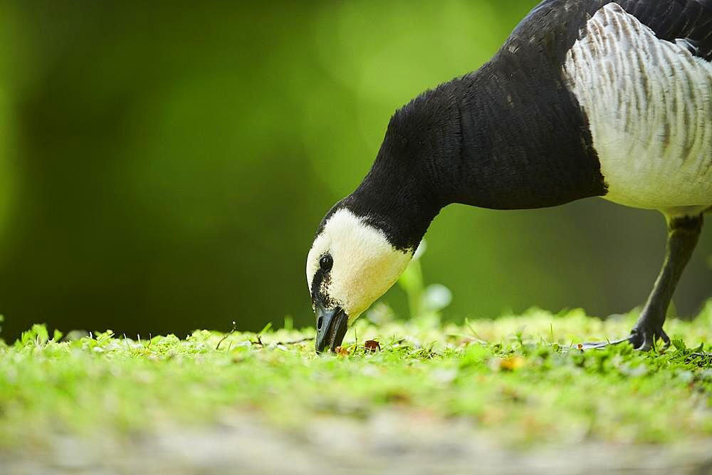 Barnacle goose (Branta leucopsis), portrait, Bavaria, Germany, Europe