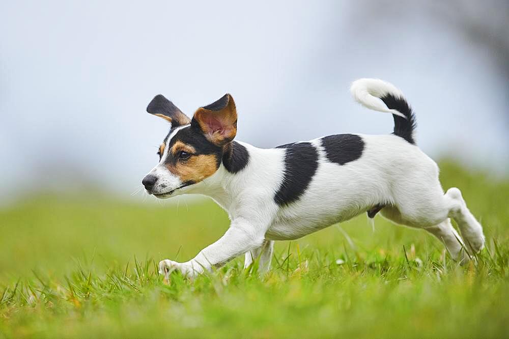 Jack Russell Terrier, puppy, dog on a meadow, Bavaria, Germany, Europe