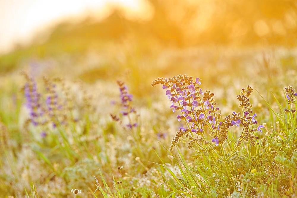 Meadow clary (Salvia pratensis) blooming in a meadow, Bavaria, Nationalpark Bavarian forest, Germany, Europe