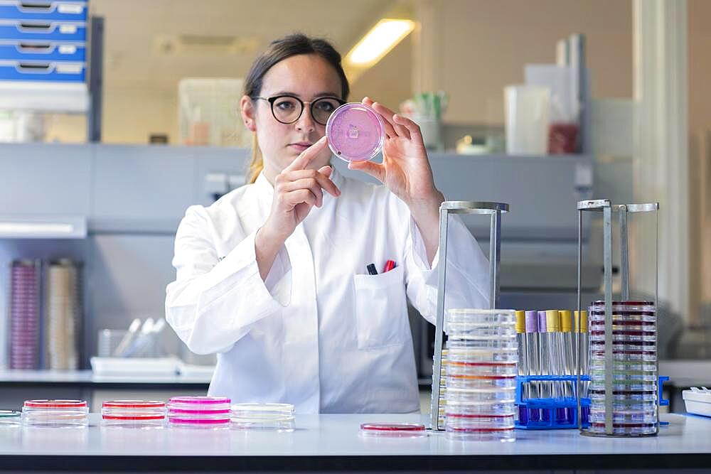 Lab technician with sample in petri dish working in a lab with lab equipment, Freiburg, Baden-Wuerttemberg, Germany, Europe