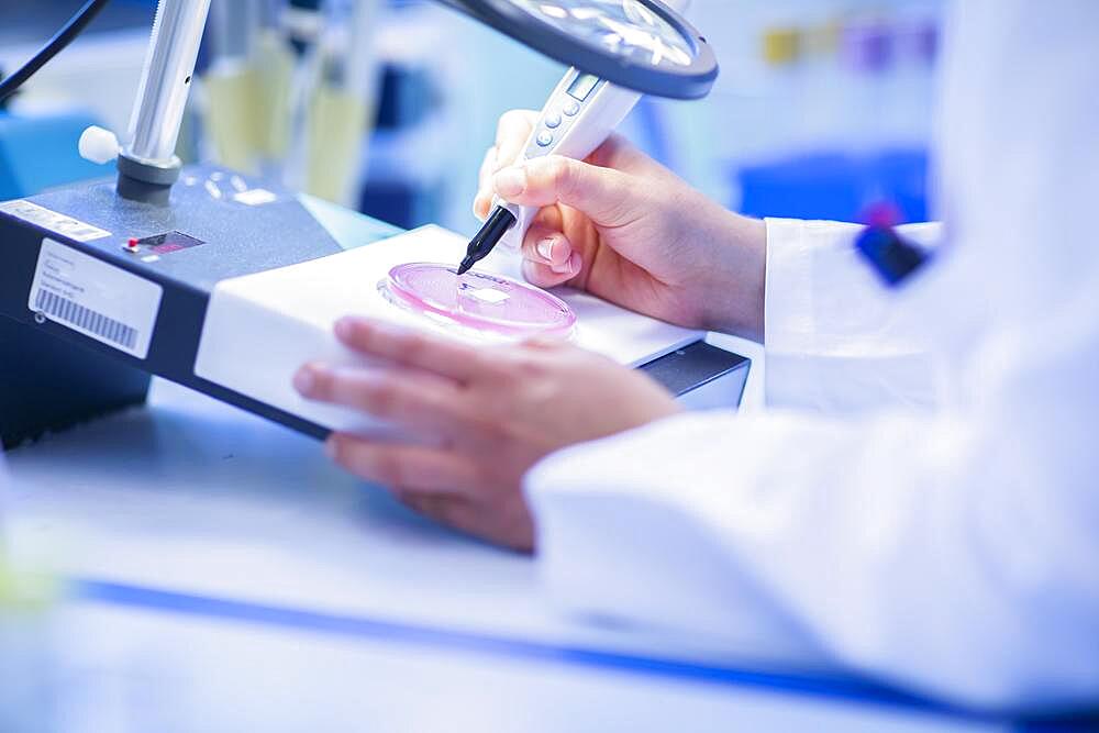 Lab technician with sample in petri dish working in a lab with lab equipment, Freiburg, Baden-Wuerttemberg, Germany, Europe