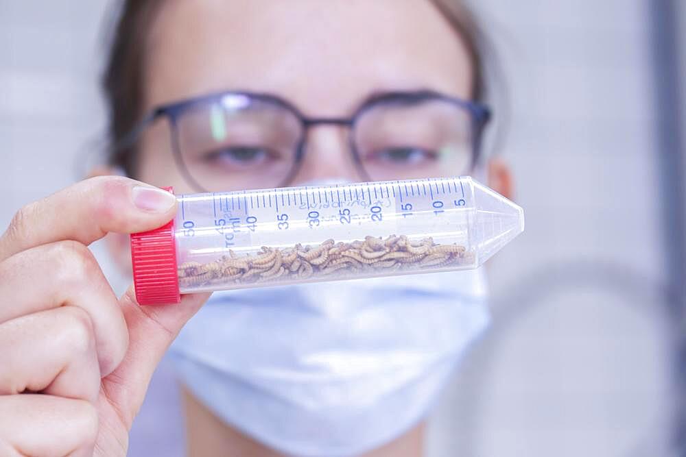 Insect pests, larvae, with tube in a laboratory for food control, food, Freiburg, Baden-Wuerttemberg, Germany, Europe