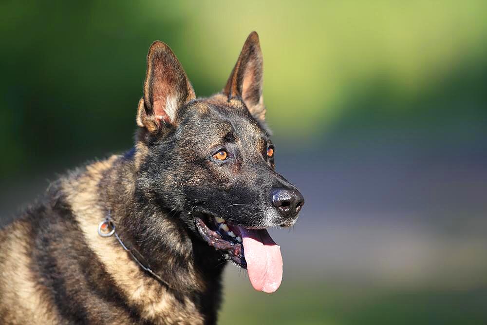 German shepherd Domestic dog (Canis lupus familiaris), adult, male, portrait, Rhineland-Palatinate, Germany, Europe